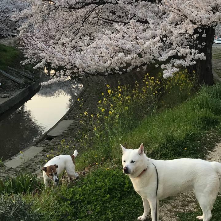 032f73fc afae 4652 820e fdb2f8145430 1522237079165