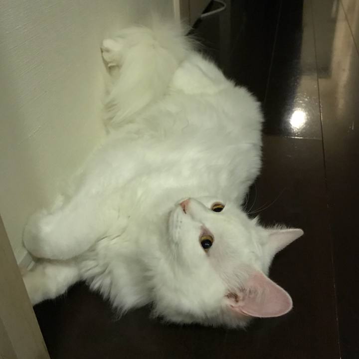 03315a2f 7fe4 4de1 b42a ac5eb89522e4 1526039263418