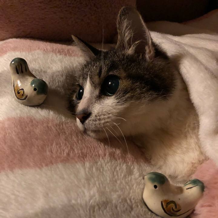 03350364 bd84 4d4e 8e9e 418d0fb2431b 1539783767093