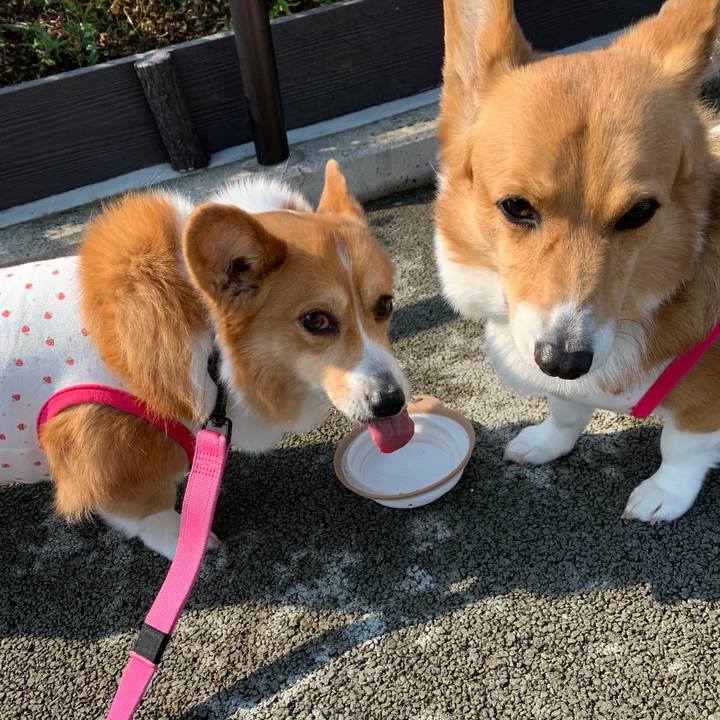 0336d99c eccd 4029 bdaa b6bf4bf8fc6c 1588115830381