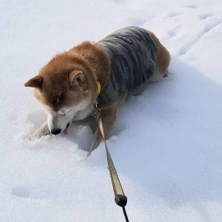 03371cef db64 4c2e b532 6c2f714cfef2 1678340776108