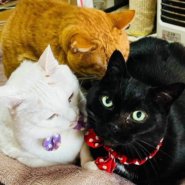 033b0d8d 8c47 4733 bf07 9902cc402853 1772336152496