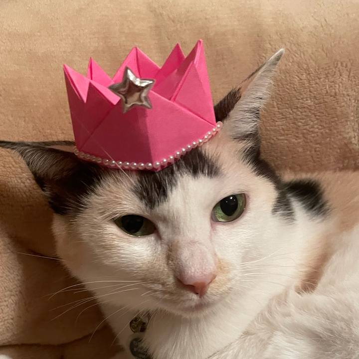 033b4b2d 7aa6 4d31 bddb 68a4e4e3c1b3 1761713753887