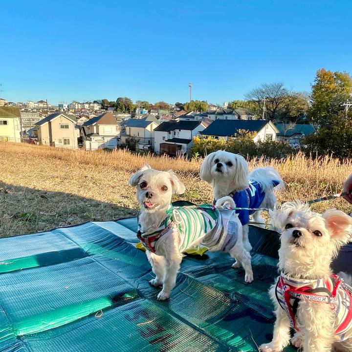 033c60a1 5caf 4a50 a3ab 6f84bb15d647 1638081669891