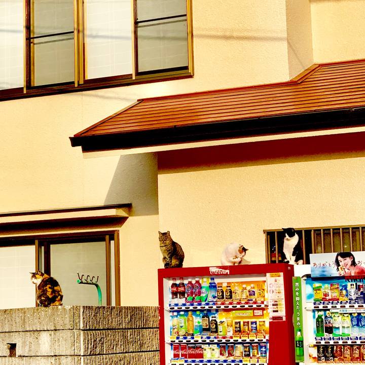 033ee828 1100 4402 b20e e4b0930165ea 1546918741481