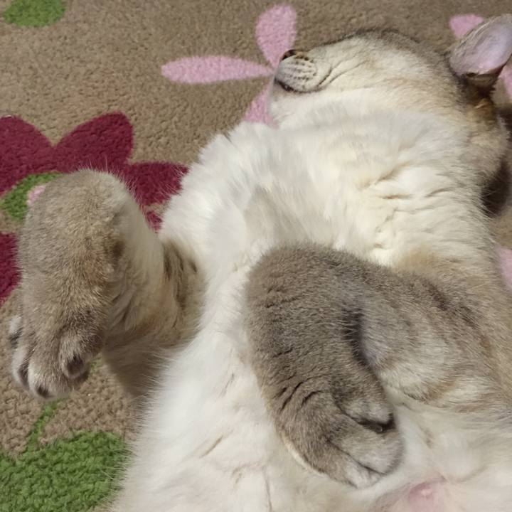 033f2981 6938 49de 8001 265a0867b672 1525602111110