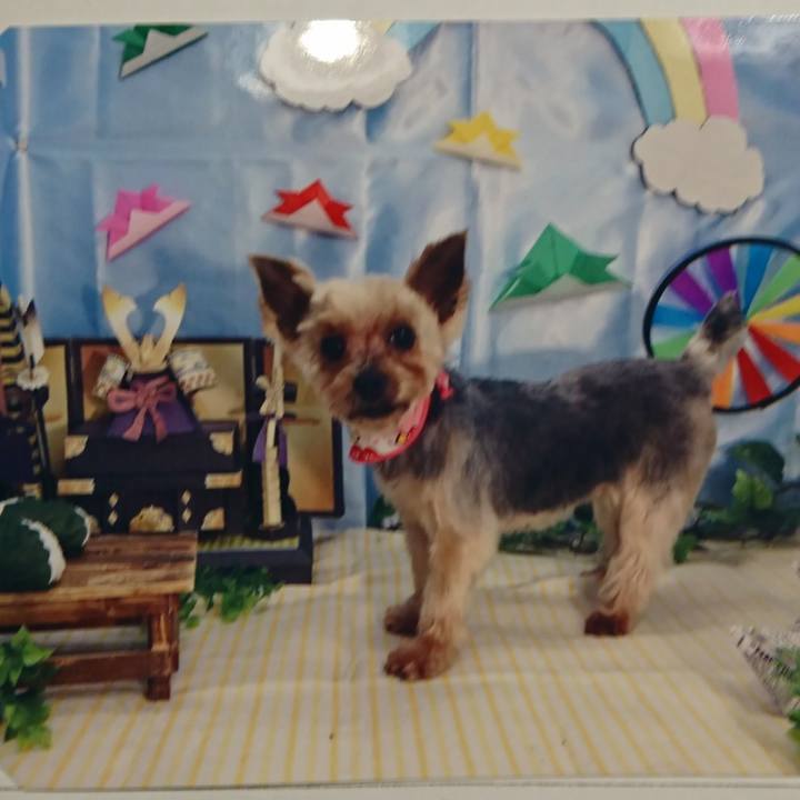 033fc688 262c 4cf1 8f77 1f642ac88653 1525336188056