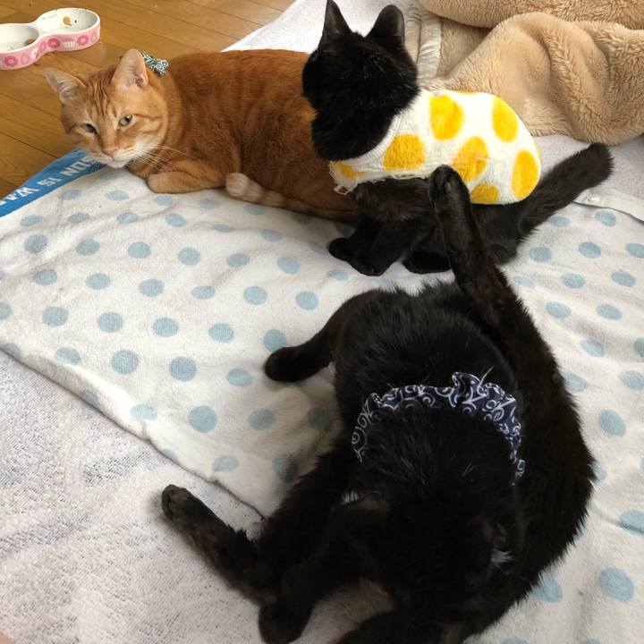 03408615 b017 4b0f 8e12 40e916e9d219 1556226498238