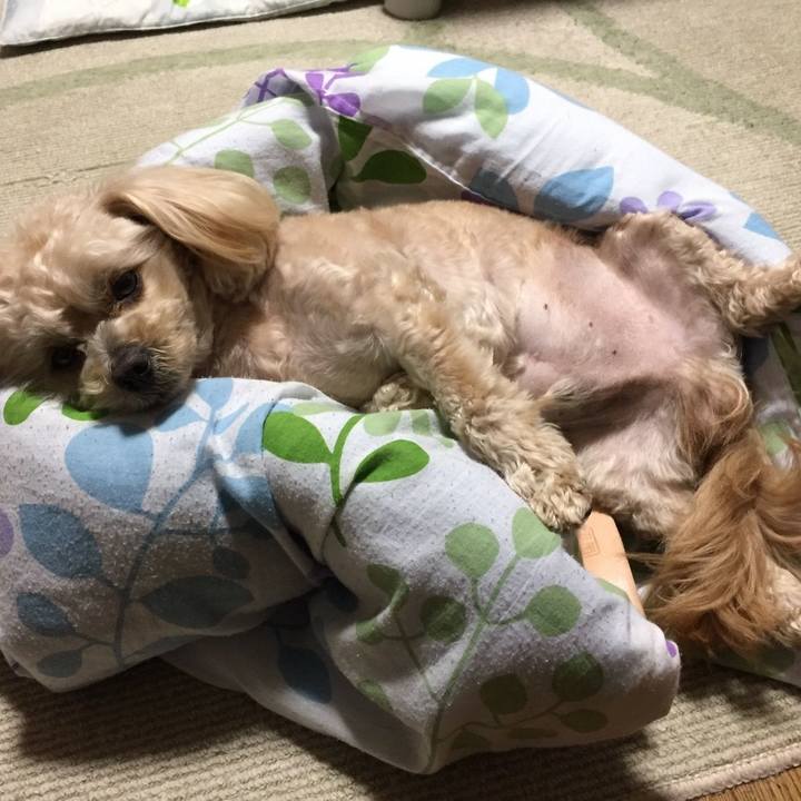 0341fd3e 31c7 486f 805c 22d452c7b9bd 1524575792886