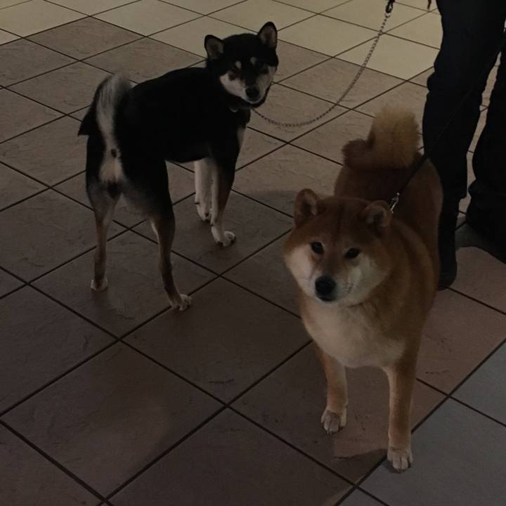 03430f4e f368 4553 b18b 8ea2f2ccf64c 1549792842883