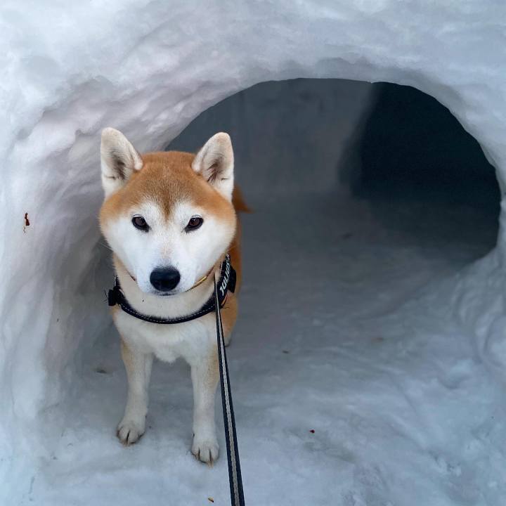 03442407 2c4e 4141 b3f0 3b18386d8597 1677742213283