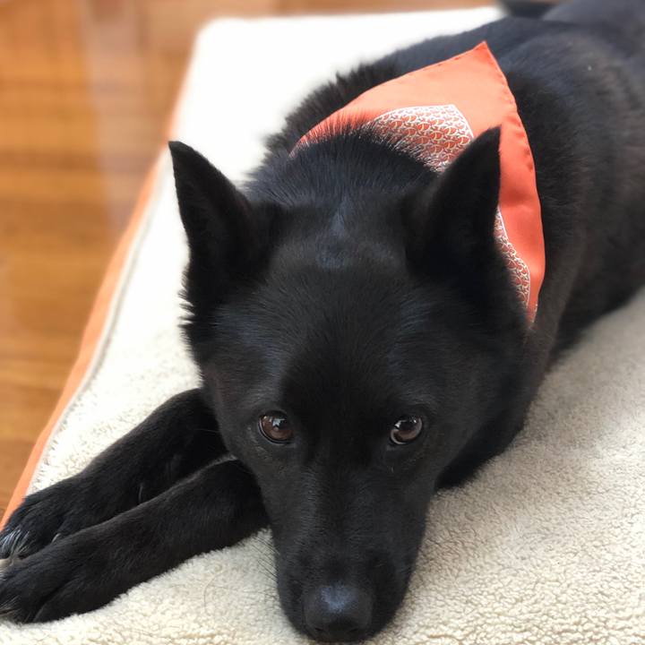 03445f16 a0ef 4f9b a528 56711ddd29cb 1556492320508