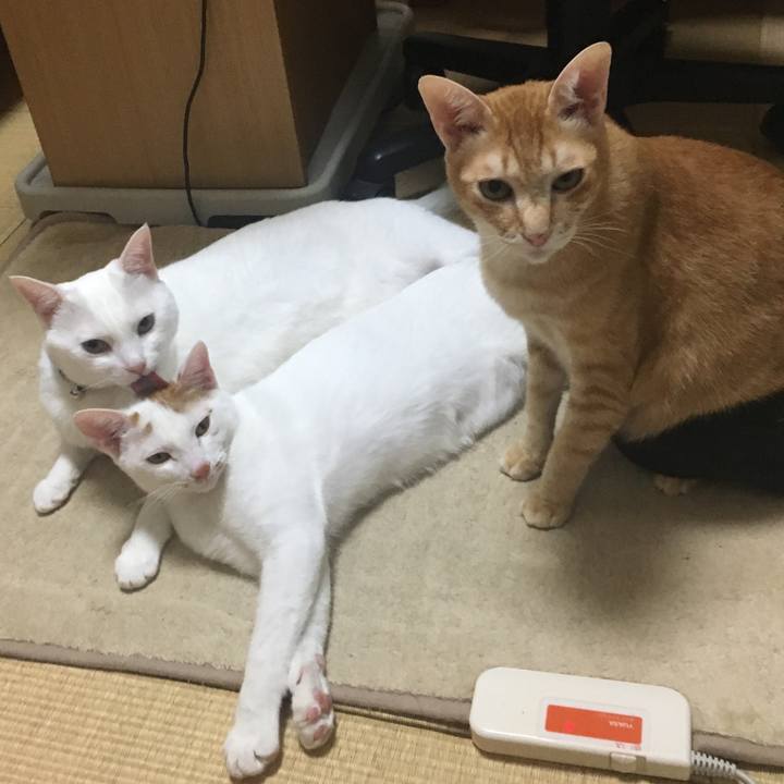 03447ef8 80de 4ed8 b994 93103c81132f 1510752010034