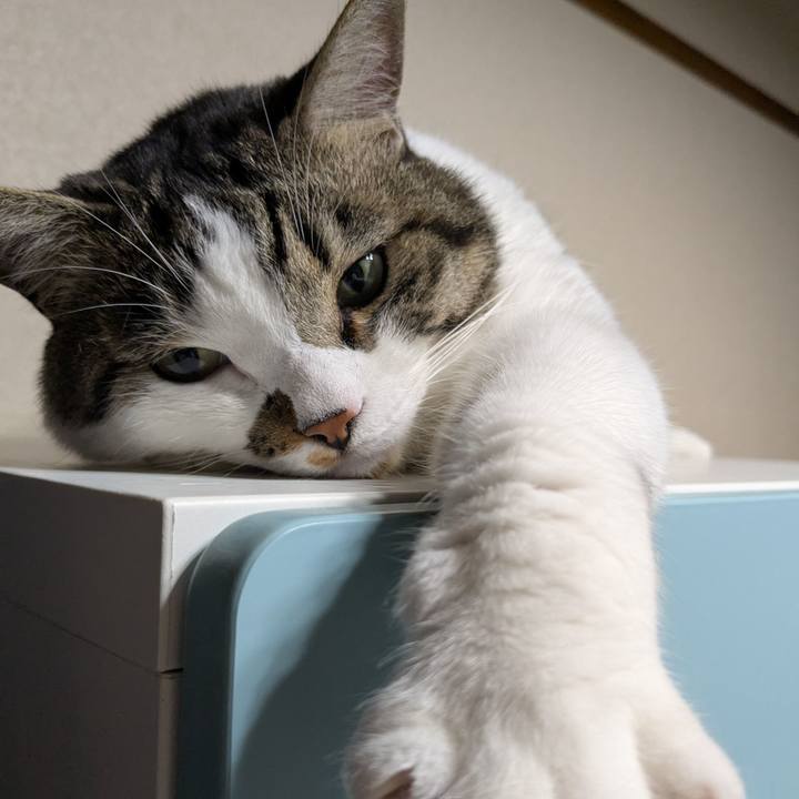 0344a62a f16b 4f4a bf41 22f42cc42589 1750422238027