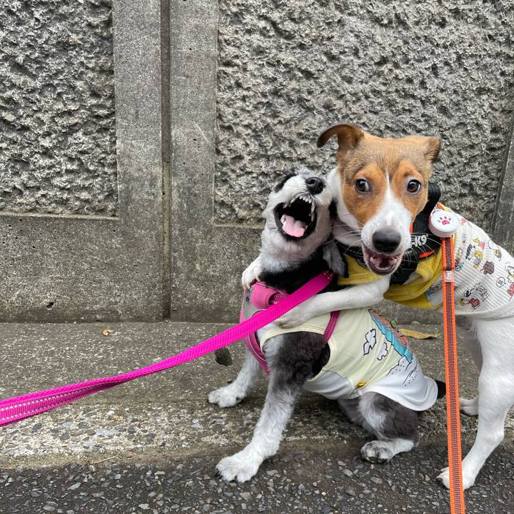 0344b3be 2971 4470 b8d6 641483094432 1687685797568