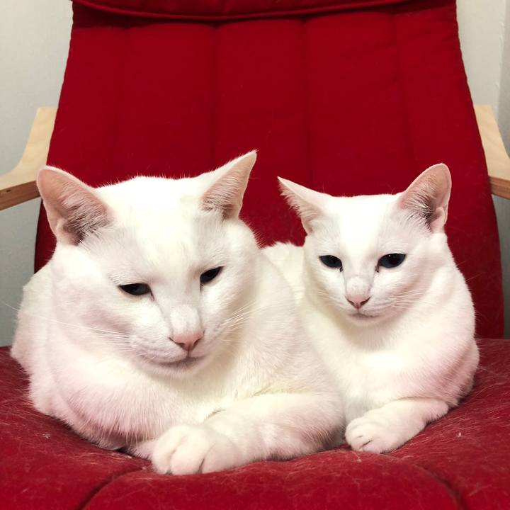 034aff71 cff4 48de a043 25cf0829bdb4 1514377457964