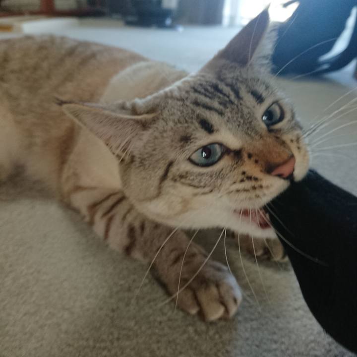 034f9b68 7981 4db7 8446 feed90eb8408 1520982248275