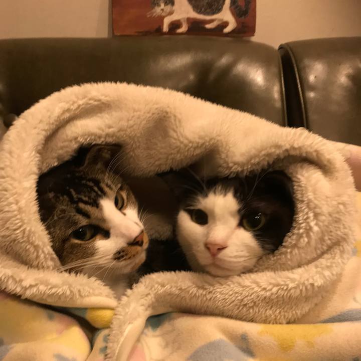 03517c7f 2ce7 4b4c bbc9 68e64dc4222a 1573563549802