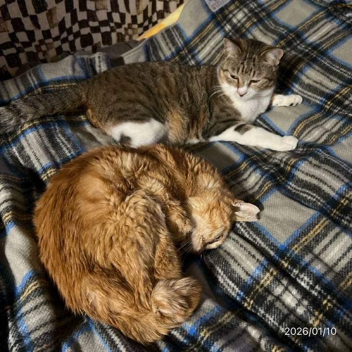 0353a178 c1d4 42b2 9858 0164dca6e3ca 1768089211901