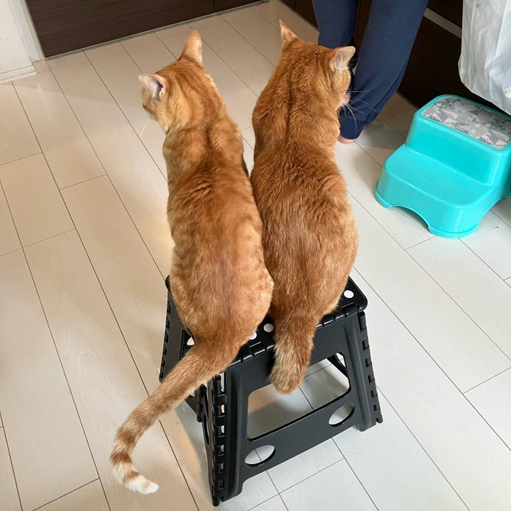 0354cf9b 207d 4cd2 9425 2d6ad1836411 1776470038284