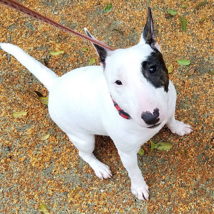 03550623 0ab0 432a a226 2c14db11321f 1508509642707