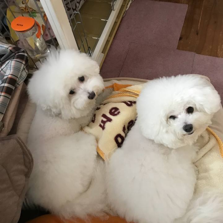 0355c506 3c4a 4c7e 92d0 abd817bf4f69 1540965475741