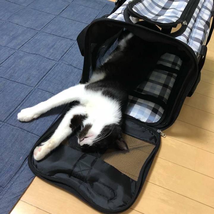 0359e518 3bcd 4c25 b7eb 8f34be2dc3b6 1533328982470