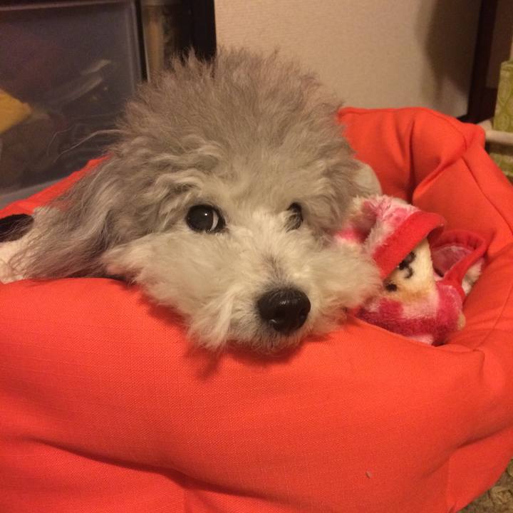 035bf842 c613 431d 8558 ec9dd73826f7 1513034742109