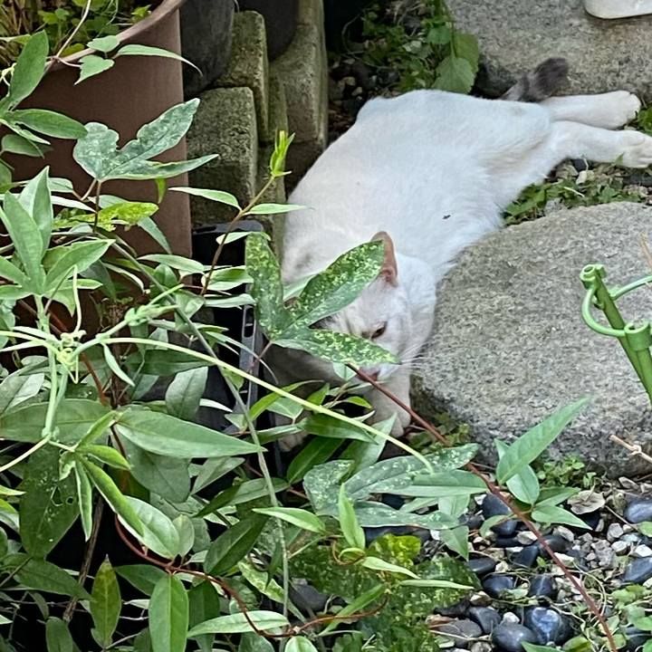 035c203b b0a6 44fe 86ab 503308b7a9d6 1626747078022