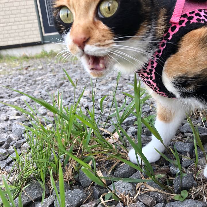 035d8686 7156 4c40 a255 346c0e1b583f 1529887120390