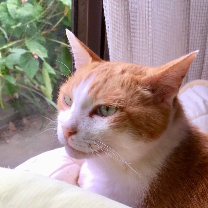 035da268 4a54 4c2f 9f3d 454605aaca57 1566100922699