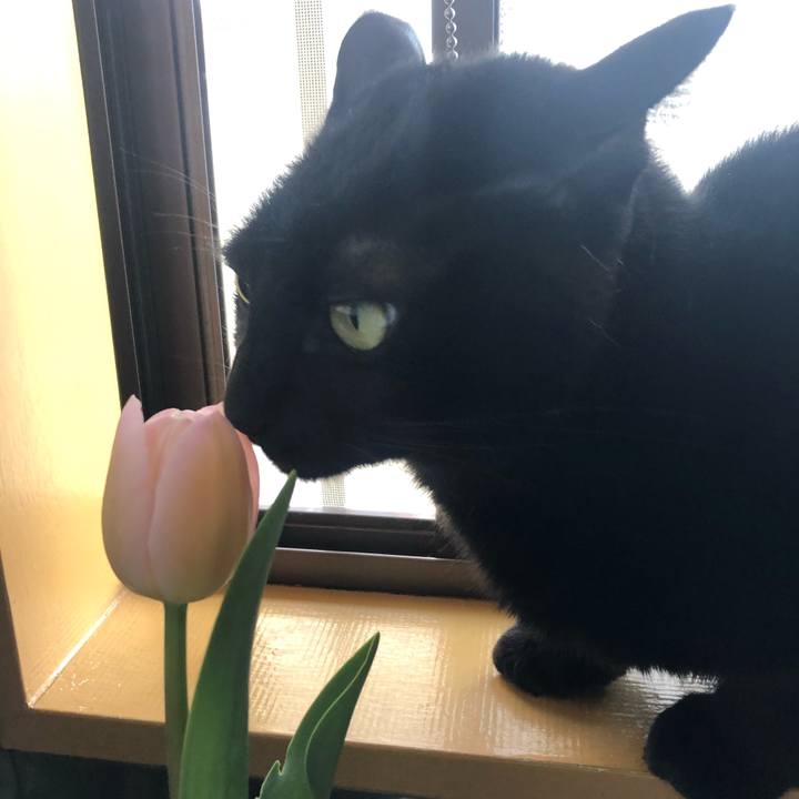 035e0681 ea96 4dcd a529 44a948c47fce 1585963219132