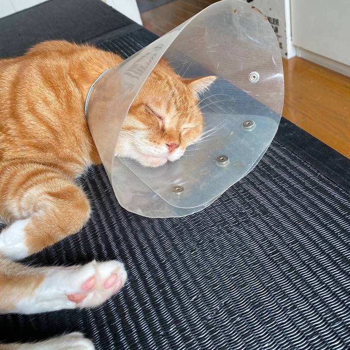 035ecc5d 839d 4256 bfb3 ea9a80a200a0 1590461374777