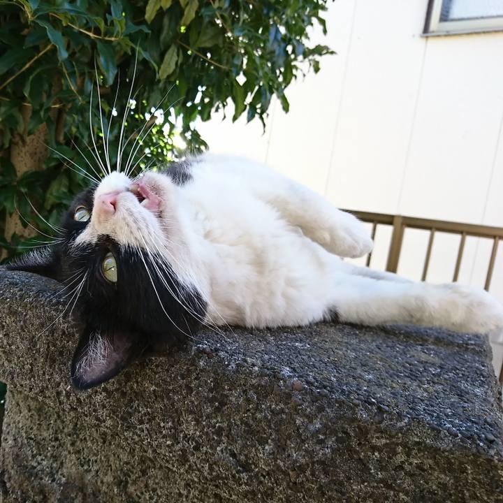 035f358d 4b0a 48ee b268 d7c417669aa9 1530562815481