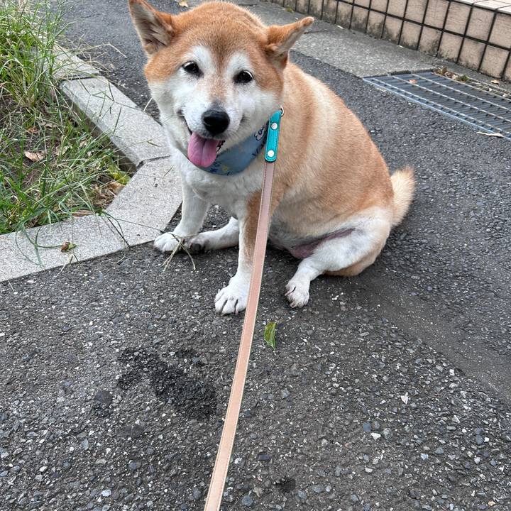 035f41c5 61ef 424f 81c2 b1737420fc46 1726872878301