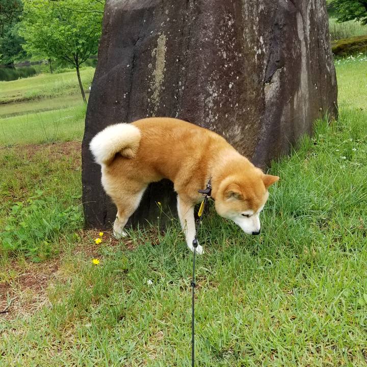 0360f5dc 73fc 4d88 873d d6a73d901d8a 1592033565666