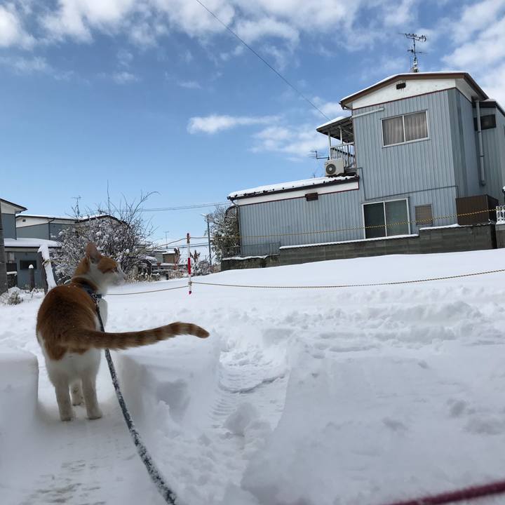 03643b4b 4d41 4fc7 a1ec f21c7093b559 1516668598912