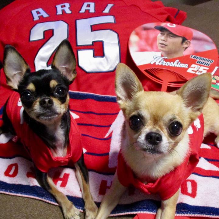 0365bb17 502c 4f61 94cd ca3bb4c2cdb3 1508851878791