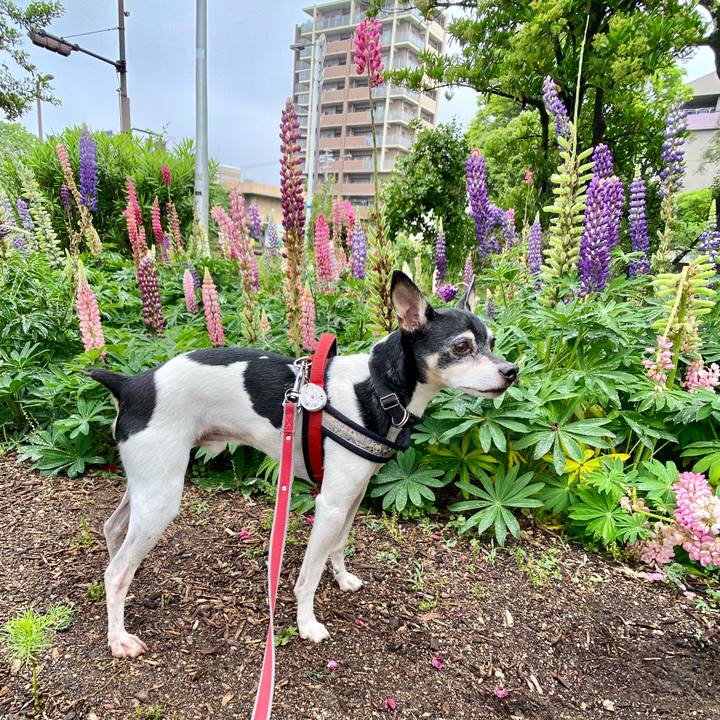 0368e218 5d1d 4167 b7a6 fcefd0885f8a 1589679354503