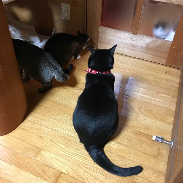 036b77d0 f51a 4877 8020 bd7fa09ec5b7 1511446234409