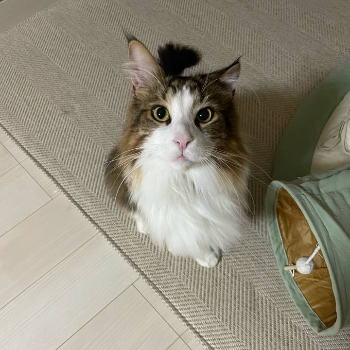 036d88c7 bdf5 40d6 bfe7 34e47d439a5c 1667764257084