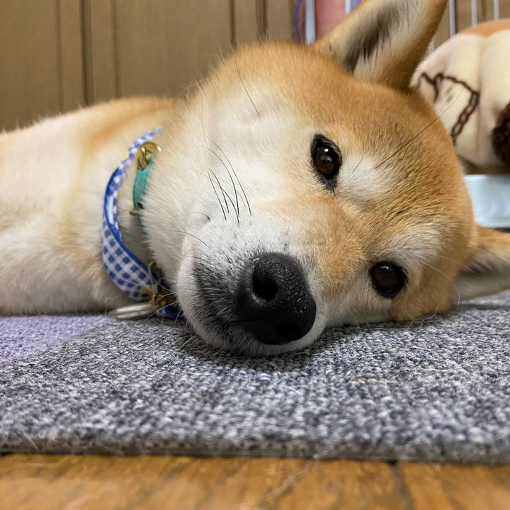 036e7b17 388f 4492 a5d4 c73a8306100d 1604310085779