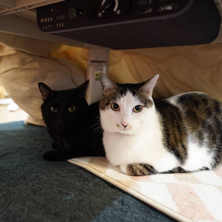 03768de3 ac3a 4c5e b257 cb241ef814f7 1544497935758