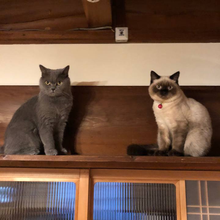 037ecc86 404b 4874 9e71 948f5e88186d 1595808137209