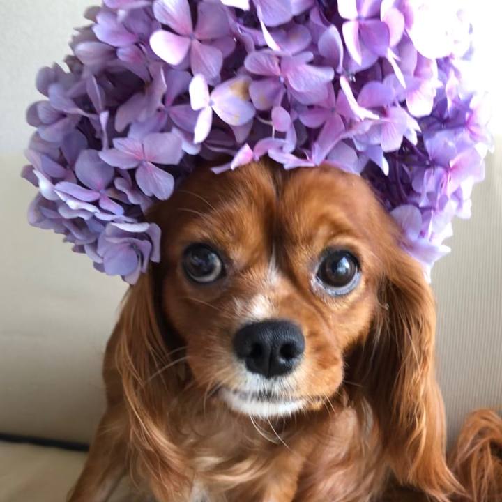 03800e4c 31c0 4c0a a20a adc54cf230c0 1561783210238