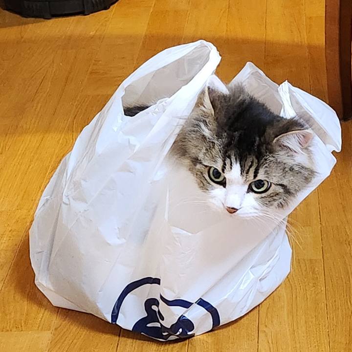 0381d75f dcca 4dad a900 0de5e2150a08 1707528697747