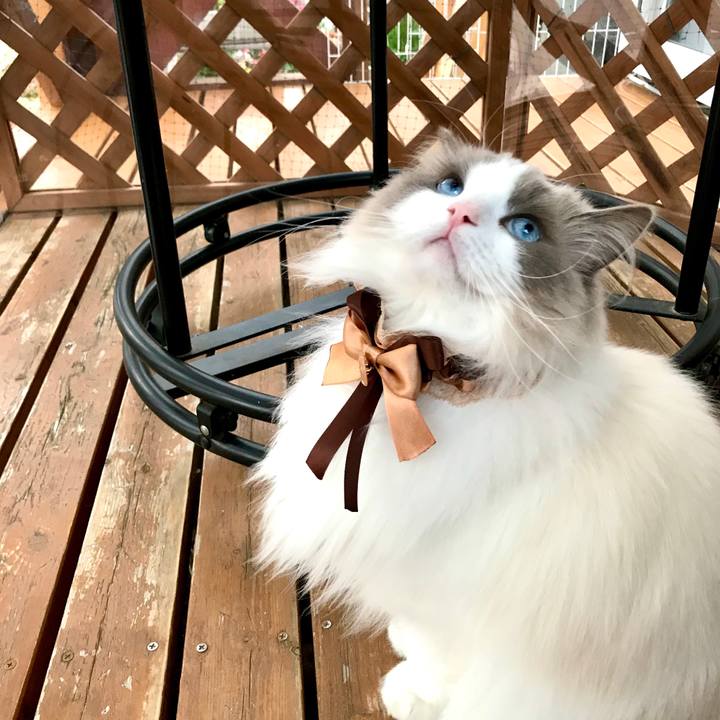 0381e74e 0dcc 429b bda8 c6ee5b902375 1587803885295