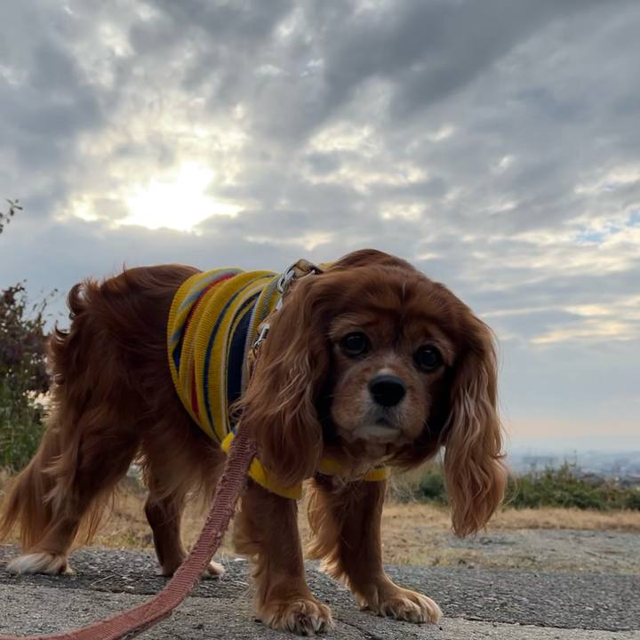 03829ddc 9ec7 441e af2f 6bfe5d48d162 1704499823697