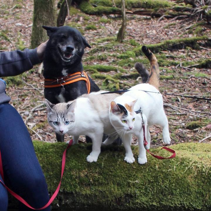 0382aca9 b48a 42b5 ace6 1c4f30cb60f9 1619825189197