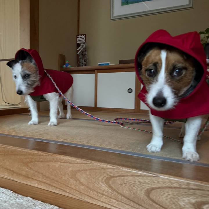 0385f8b4 d320 493d 92fc 4a034a5ac014 1745360769102